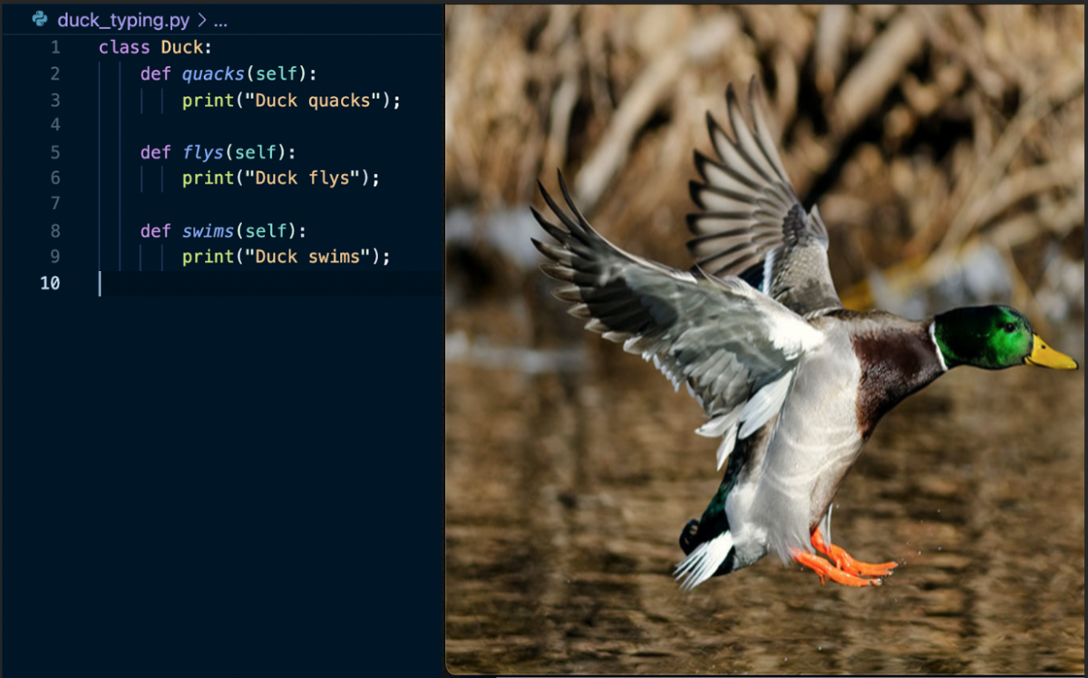 Duck_in_Python